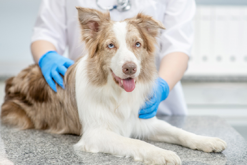 Efeito de Uma Dose Oral Única de Gabapentina em Cães